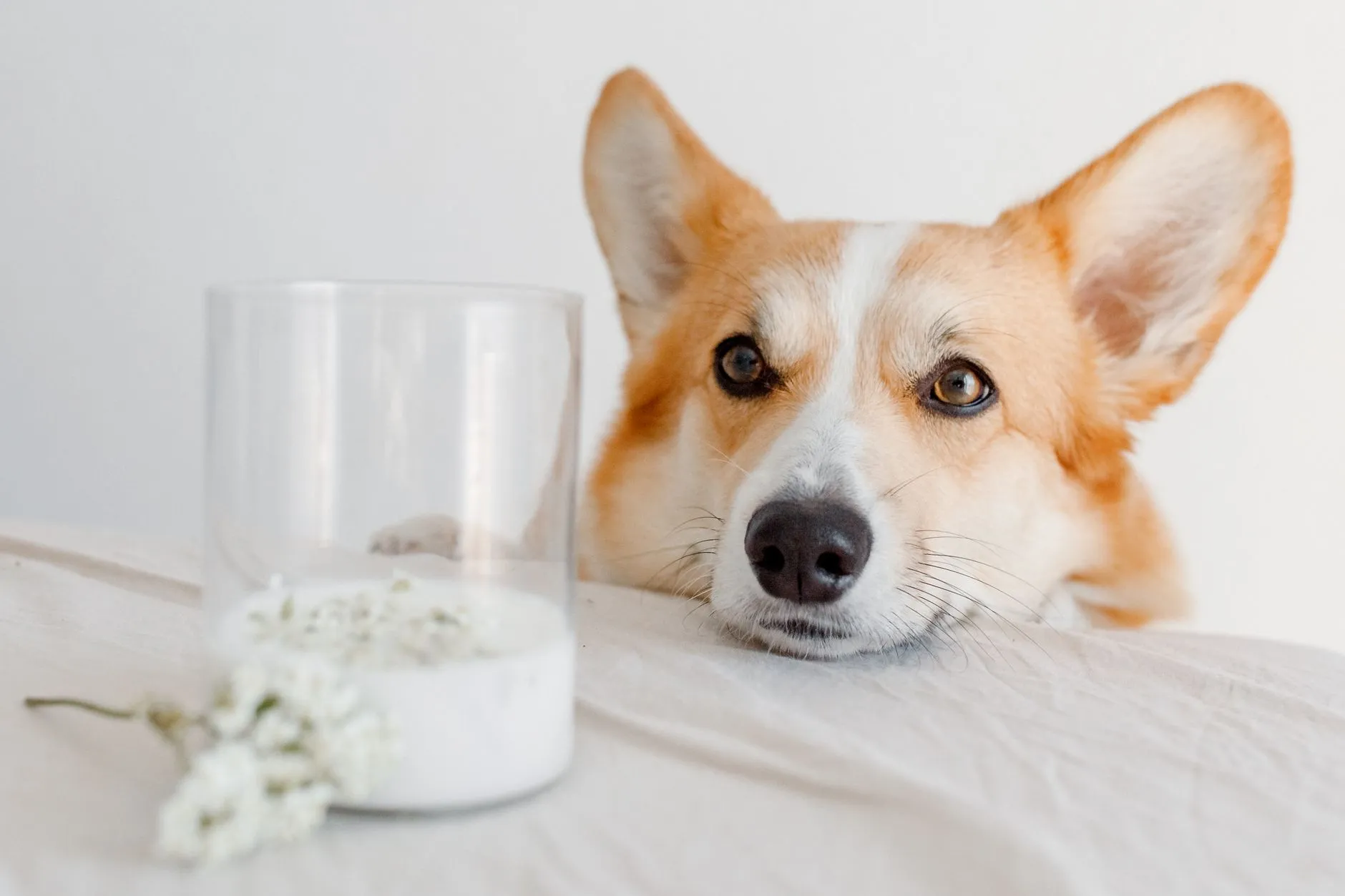 Corgi dog lying next to a glass of milk and flowers. Perfect for pet photography enthusiasts.