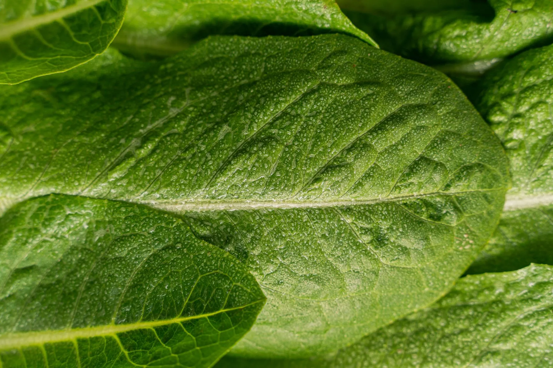 Macro shot of fresh green lettuce leaves showcasing texture and dew drops. Perfect for healthy eating concepts.