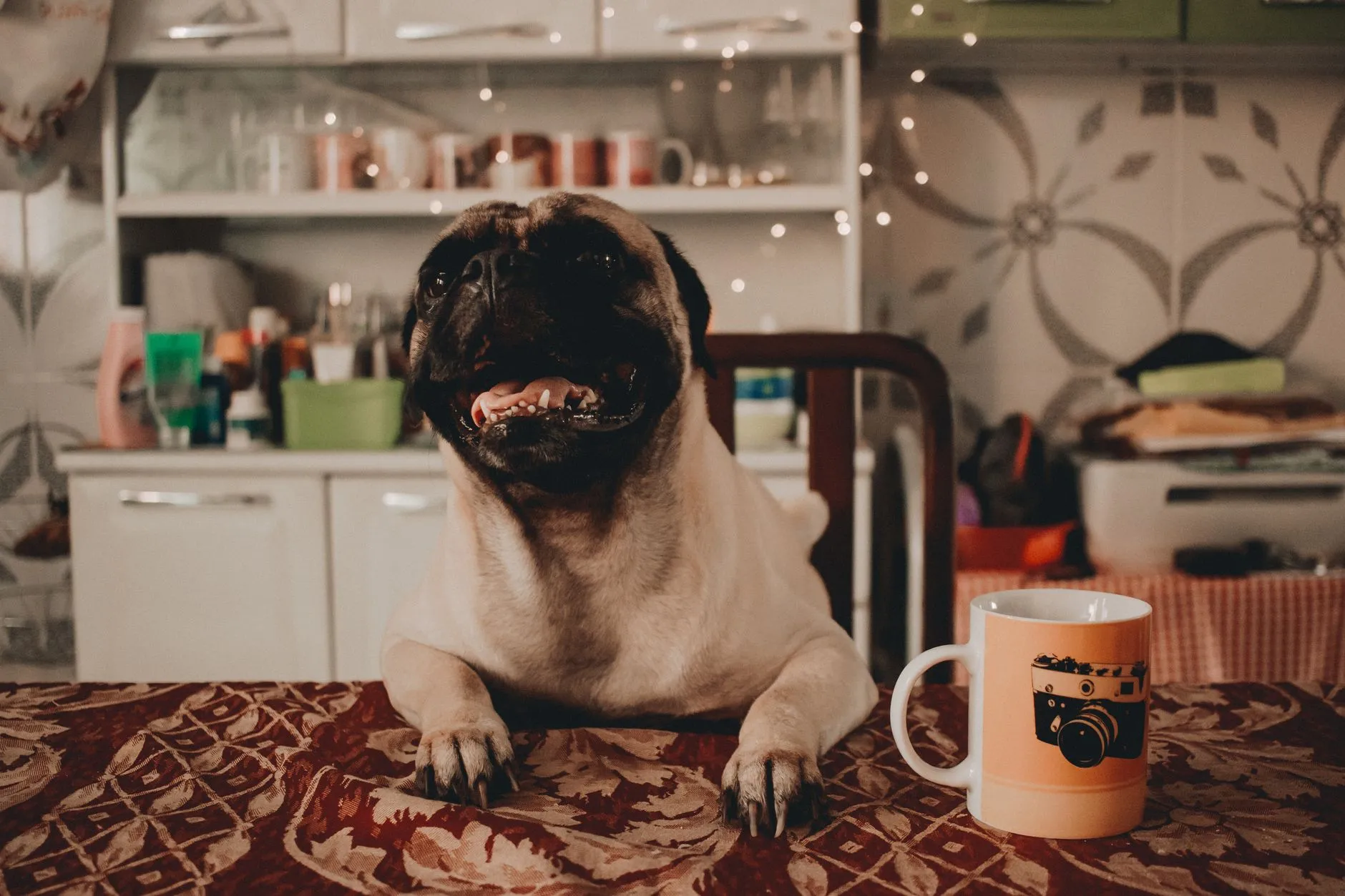 Charming pug dog sitting at a table with a coffee cup in a cozy indoor setting.
