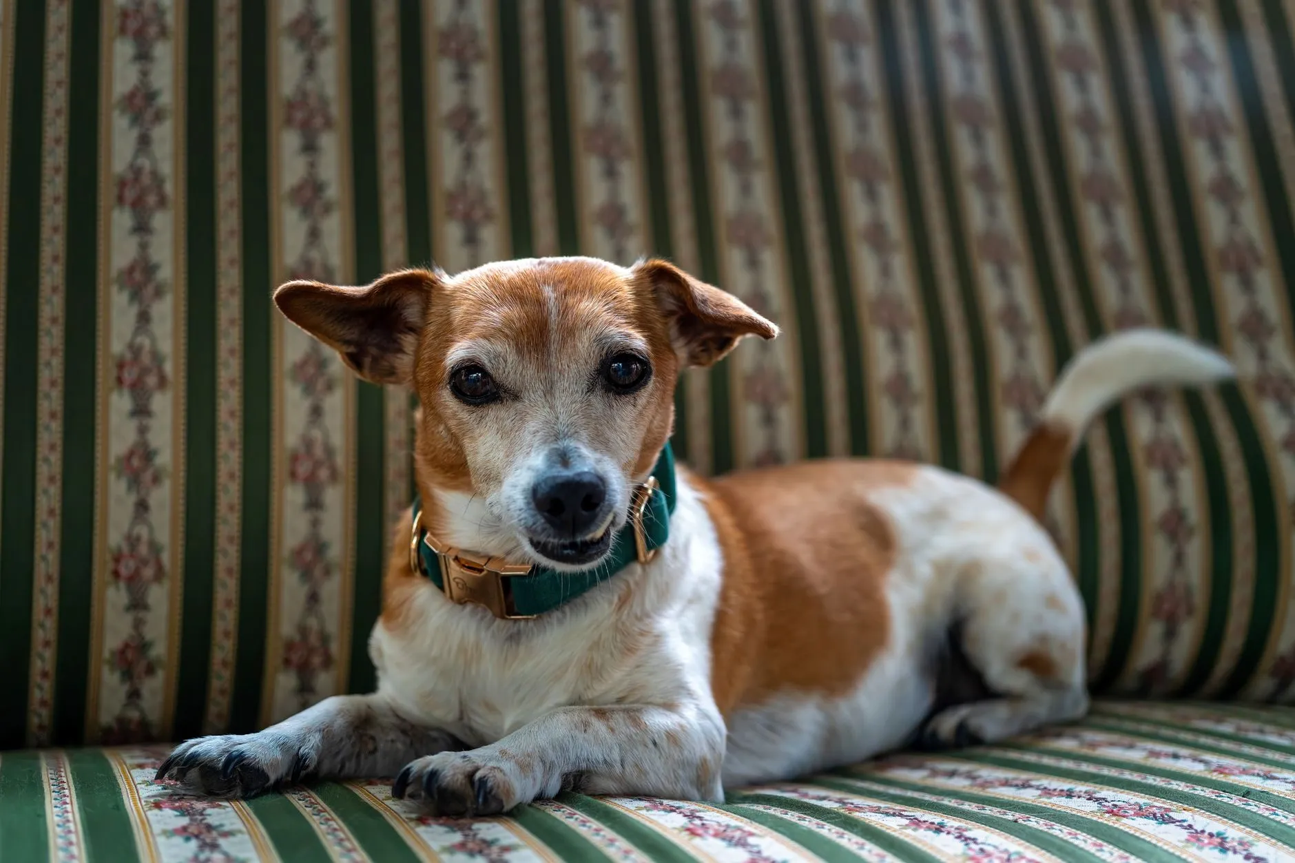A cute Jack Russell Terrier dog resting on a striped sofa, looking at the camera.