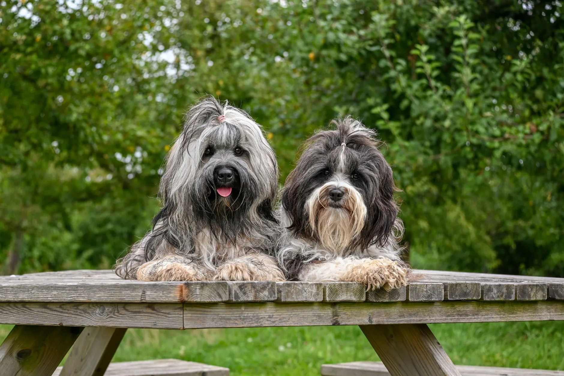 Two Tibetan Terriers resting on a wooden picnic table in a lush park setting.