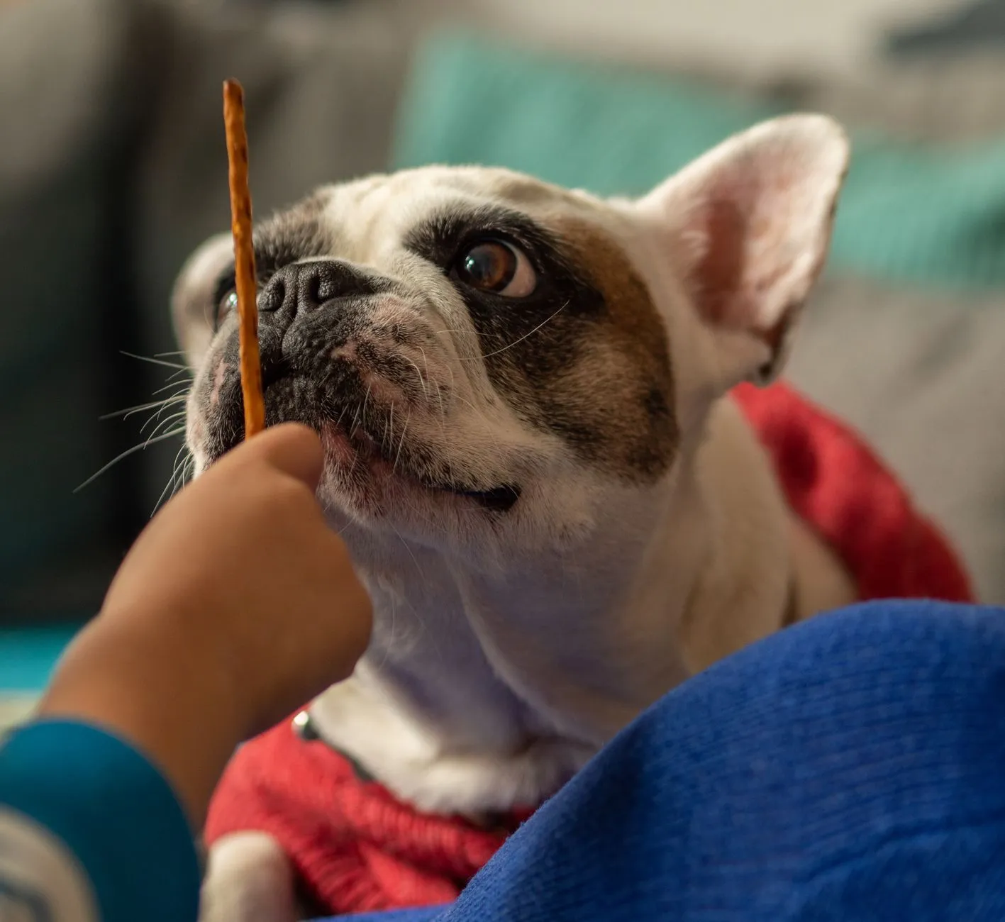Adorable French Bulldog in focus, anticipating snack from human hand.