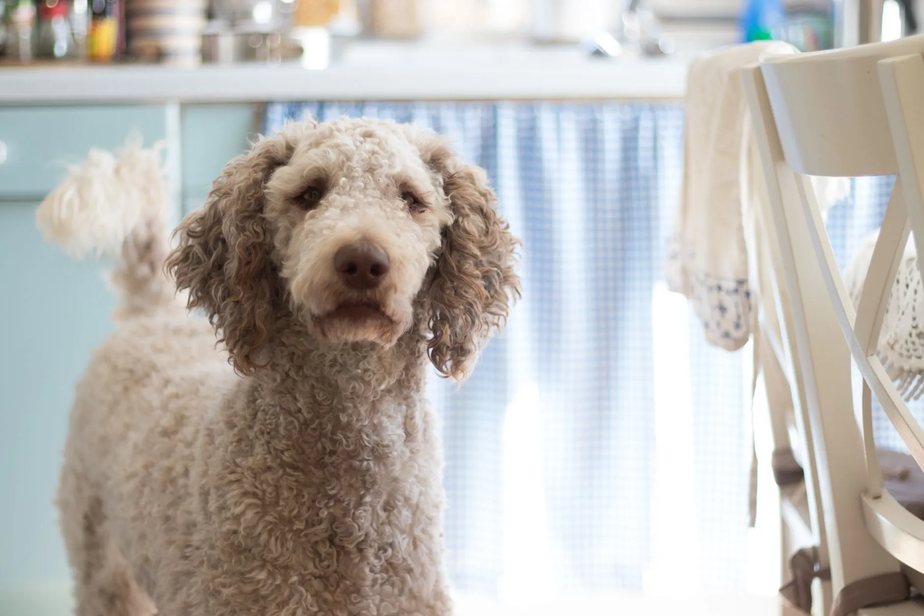 A curly-haired poodle stands attentively in a bright, cozy kitchen.