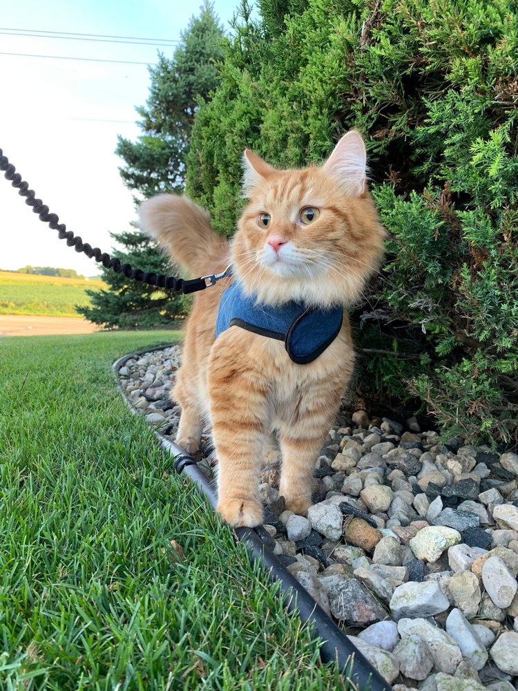 Kitty Holster Cat Harness product photo
