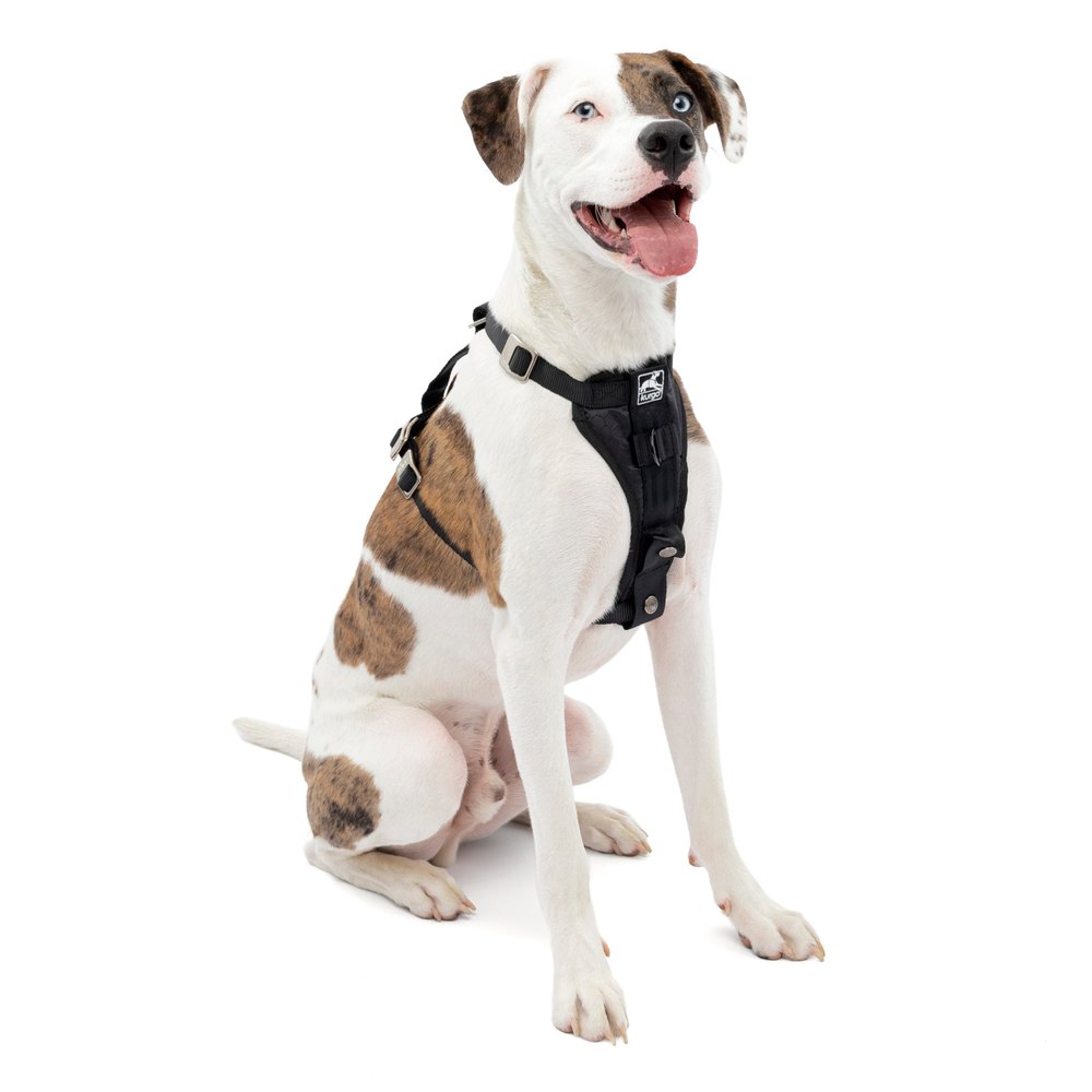 Enhanced Strength Tru-Fit Dog Car Harness product photo