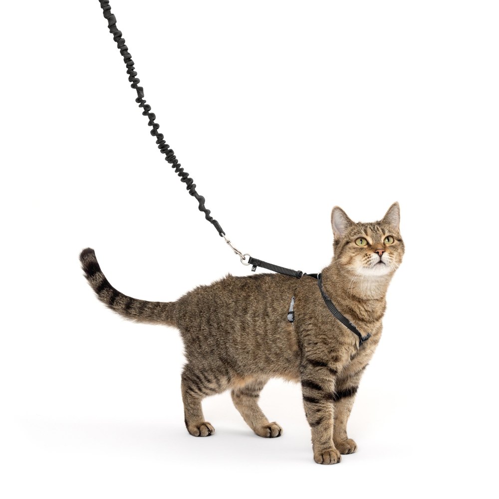 PetSafe Come With Me Kitty Cat Harness & Bungee Leash product photo