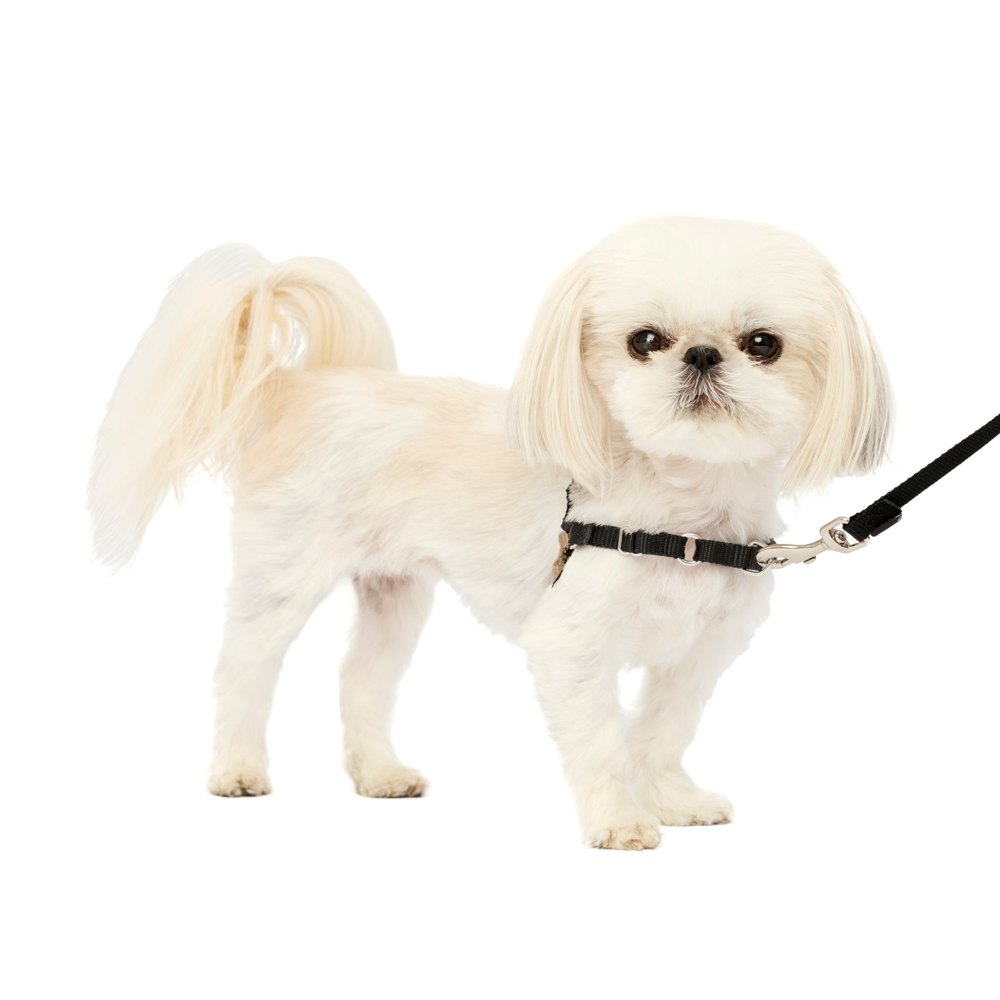 PetSafe Easy Walk Harness product photo